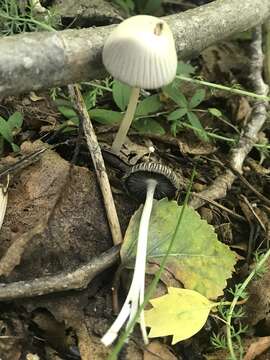 Image of Coprinellus impatiens (Fr.) J. E. Lange 1938