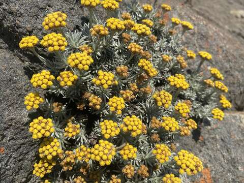 Image of Helichrysum galpinii N. E. Brown