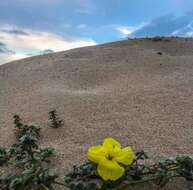 Image of Oenothera drummondii subsp. thalassaphila (Brandegee) W. Dietrich & W. L. Wagner