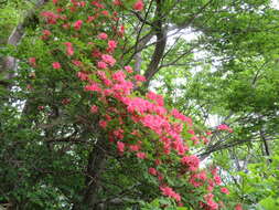 Image of Rhododendron kaempferi Planch.