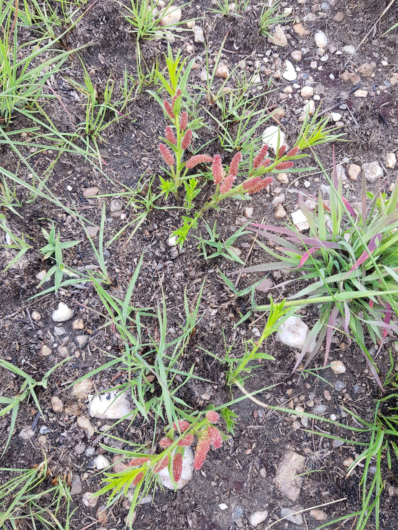 Image de Acalypha caperonioides Baill.