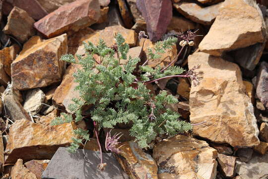 Plancia ëd Aulospermum aboriginum (M. E. Jones) Mathias