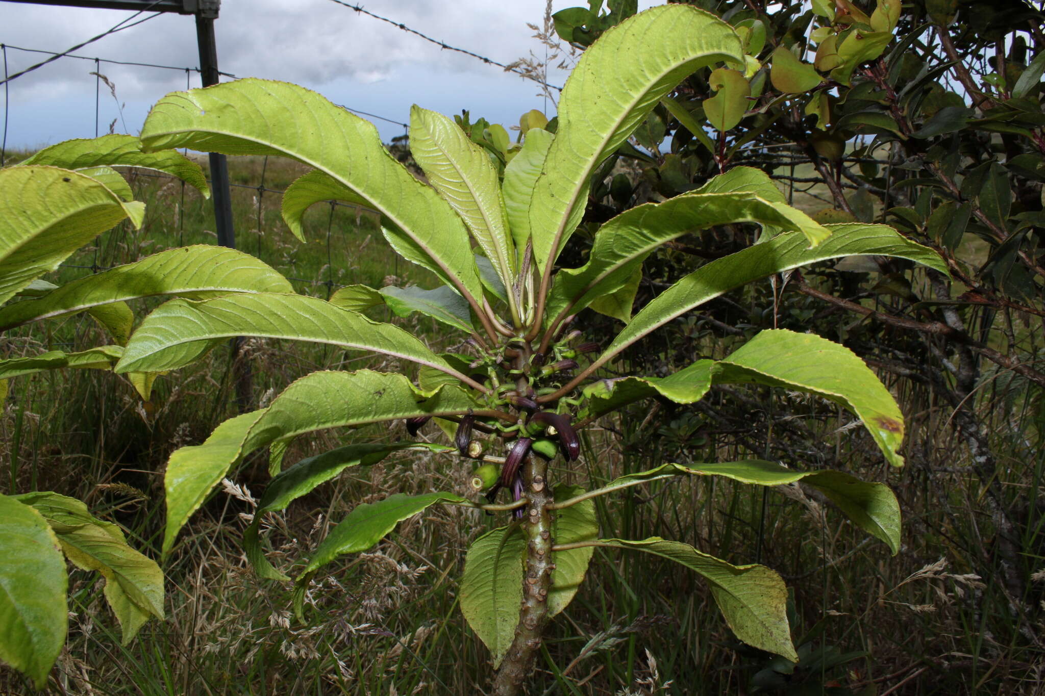 Слика од Clermontia calophylla E. Wimm.