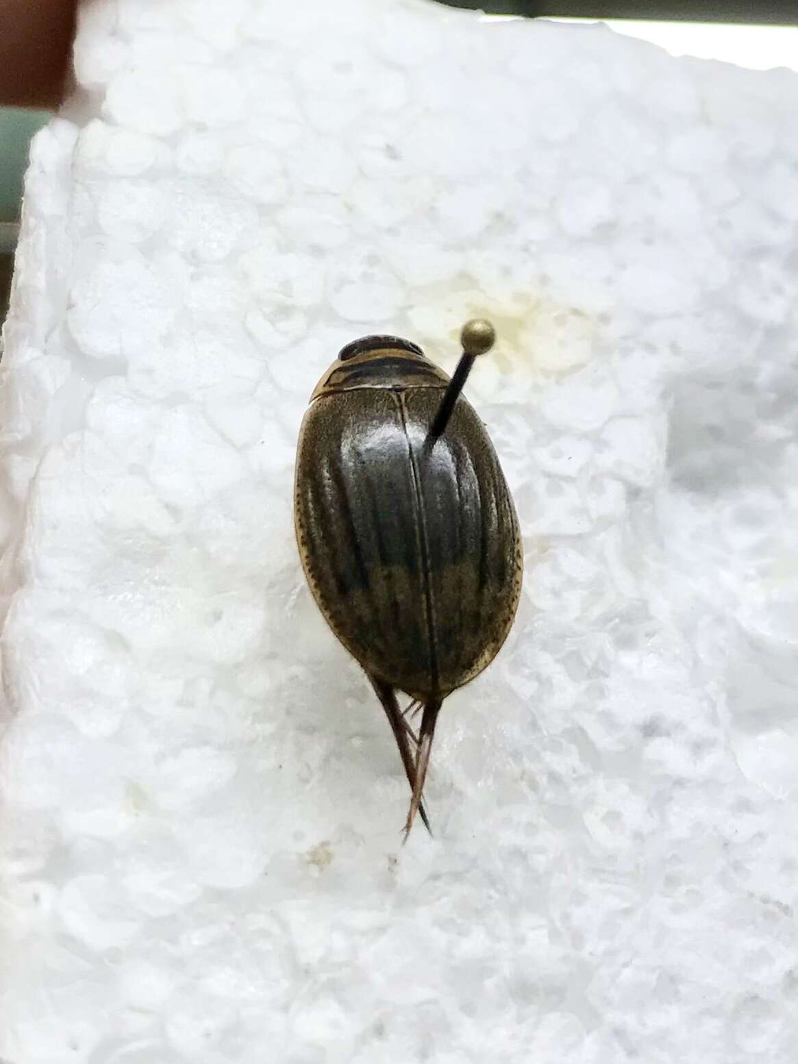 Plancia ëd Acilius (Acilius) sylvanus Hilsenhoff 1975