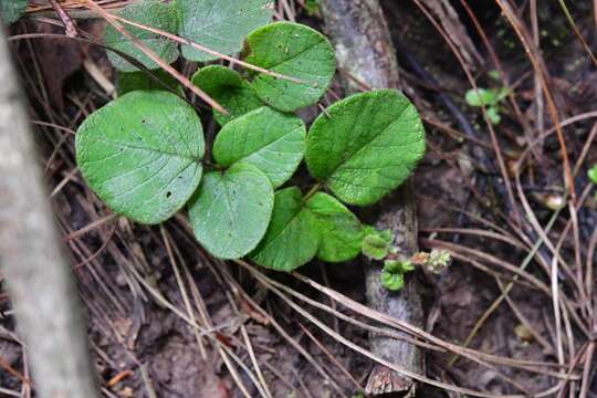 Image of Desmodium molliculum (Kunth) DC.