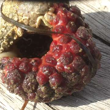 Image of lesser gooseberry sea squirt