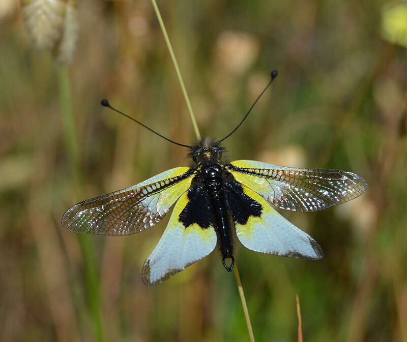 Image of Libelloides baeticus (Rambur 1838)