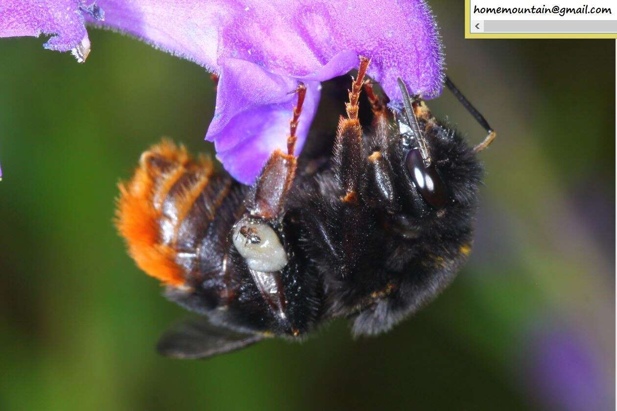 Image of Bombus ignitus Smith 1869