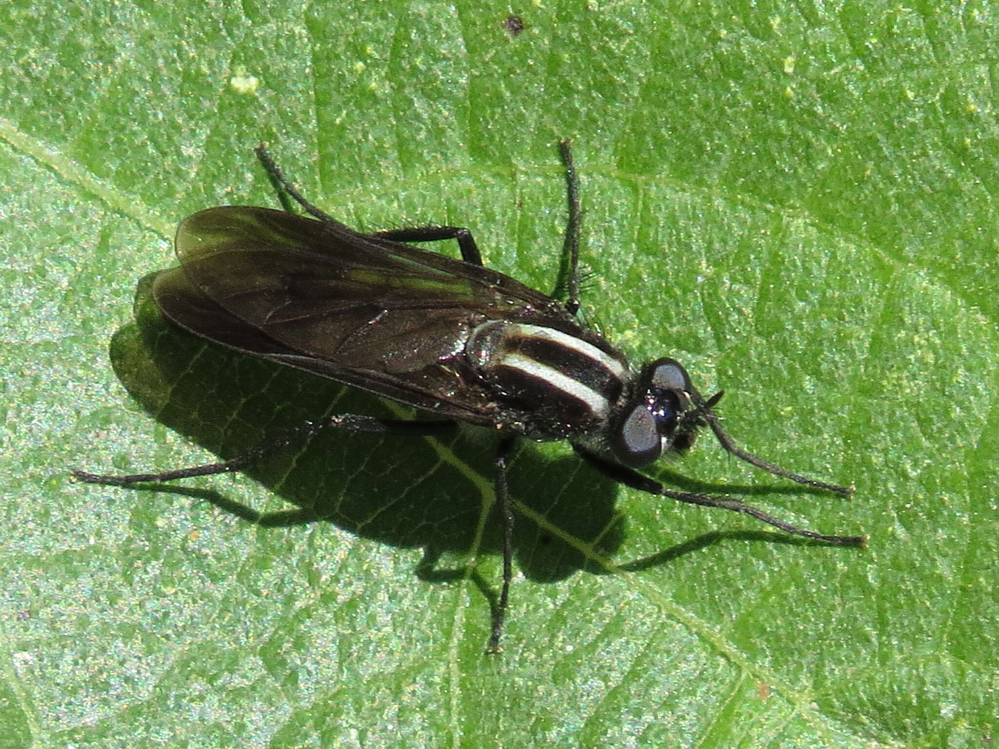 Image of Thereva albovittata Strobl 1909