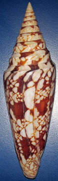 صورة Conus milneedwardsi Jousseaume 1894