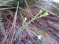 Image of Pimelea flava subsp. dichotoma (Schldl.) Threlfall