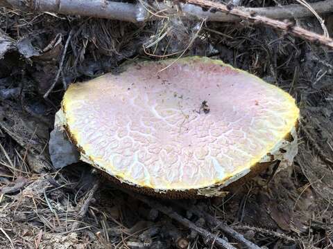 صورة Suillus ochraceoroseus (Snell) Singer 1973