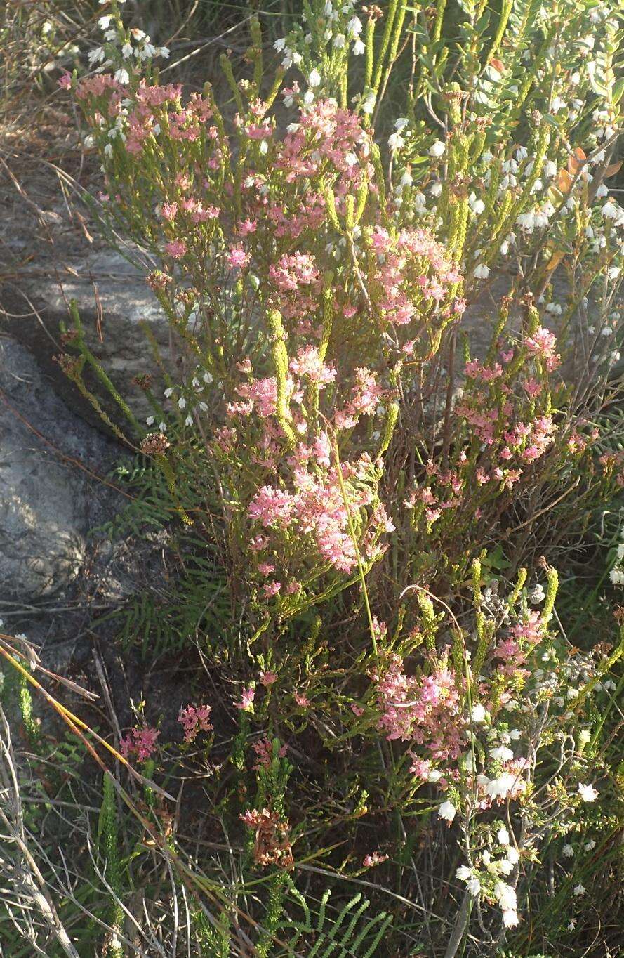 Plancia ëd Erica steinbergiana var. steinbergiana