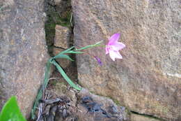 Image of Hesperantha scopulosa Hilliard & B. L. Burtt