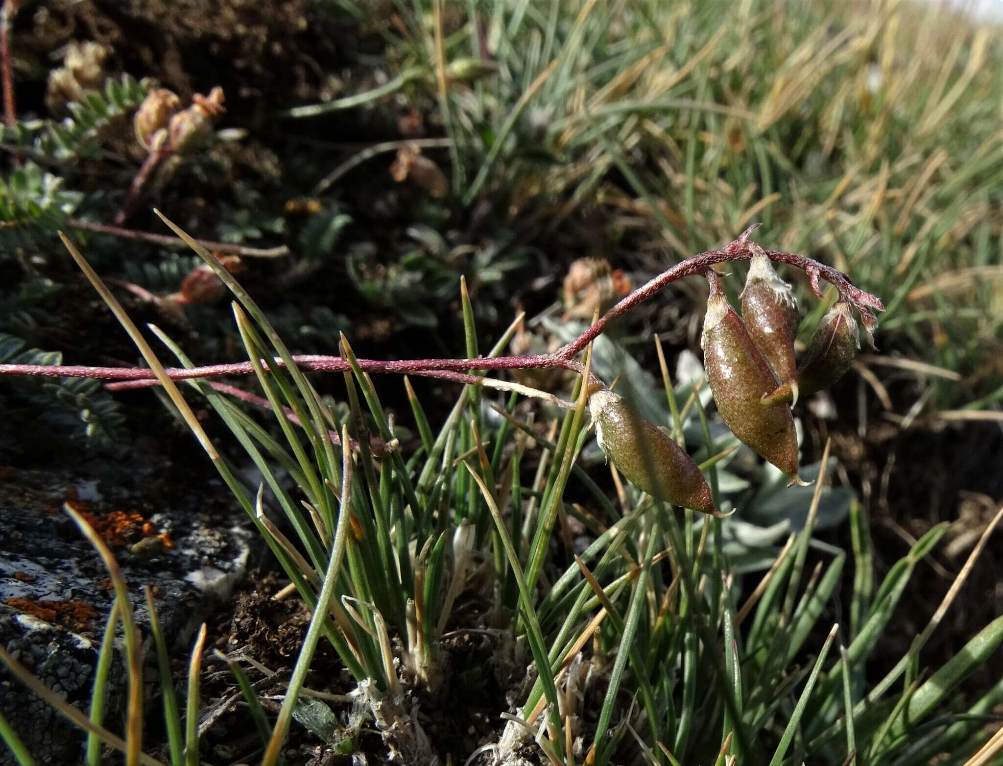 Image of Astragalus filiformis (DC.) Poir.