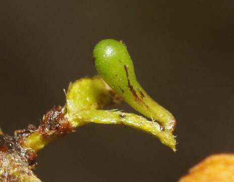 Plancia ëd Asphondylia clavata Gagne 1990