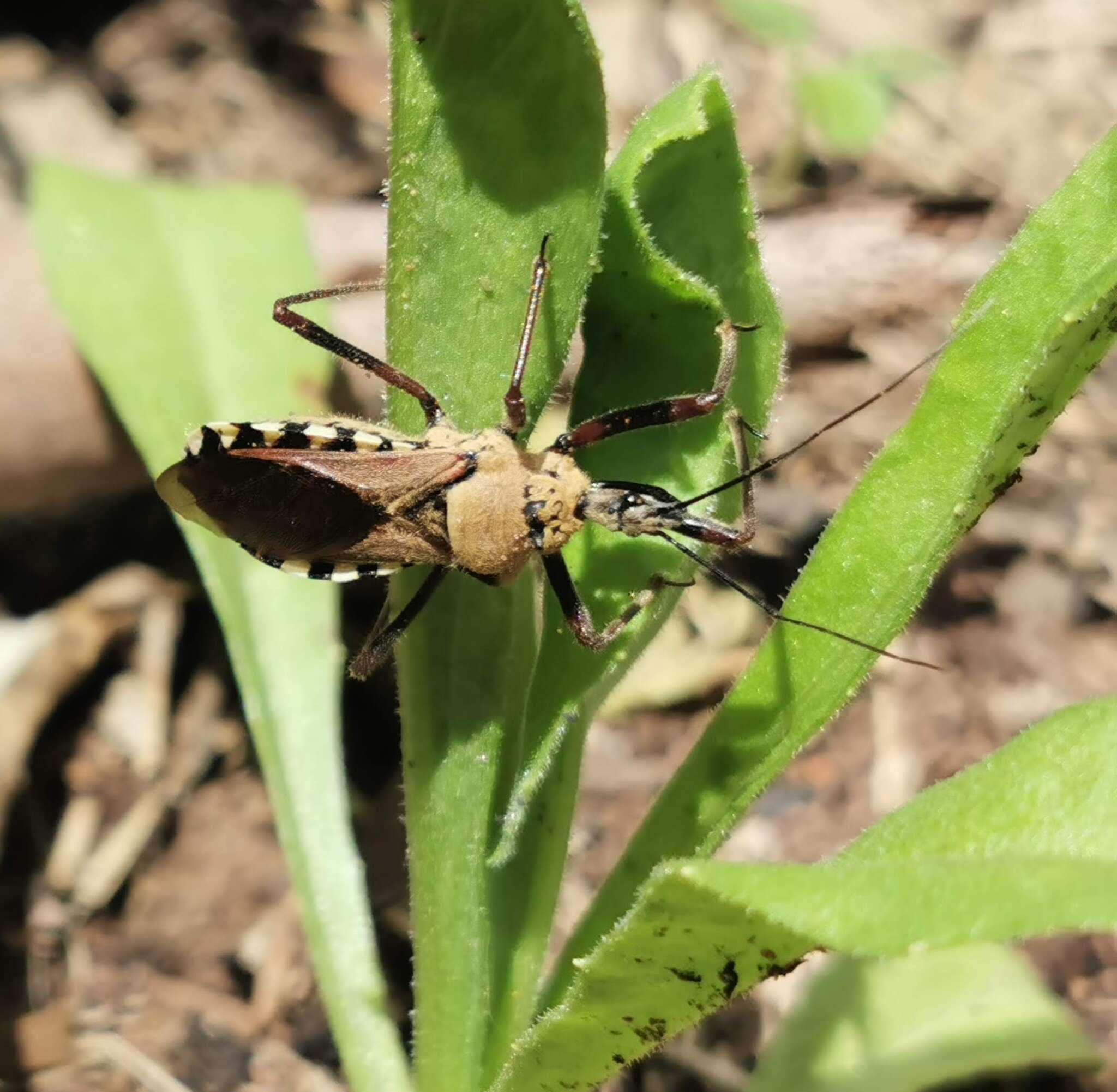 Image of Rhynocoris neavei Bergroth 1912