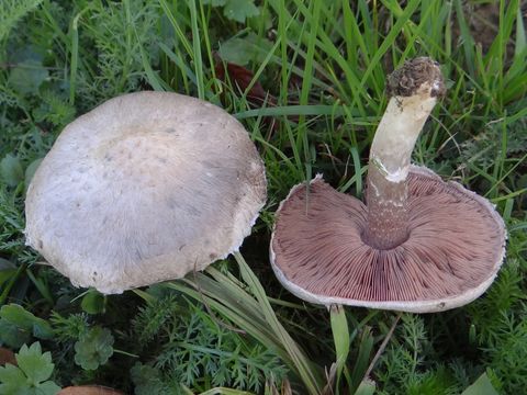 Image of <i>Agaricus dulcidulus</i> Schulzer 1874