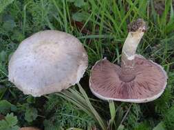 Image of Agaricus dulcidulus Schulzer 1874