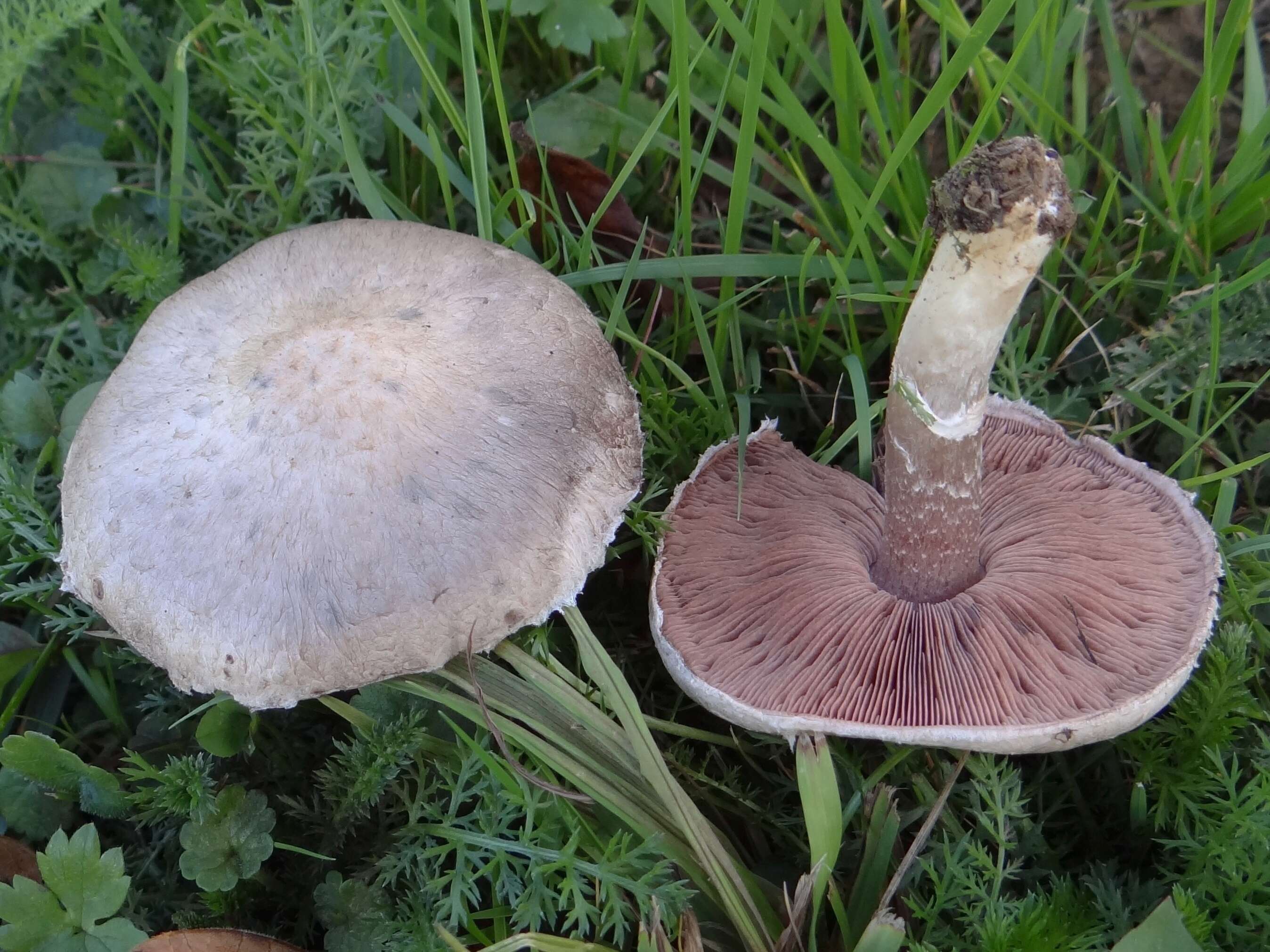 Image of Agaricus dulcidulus Schulzer 1874