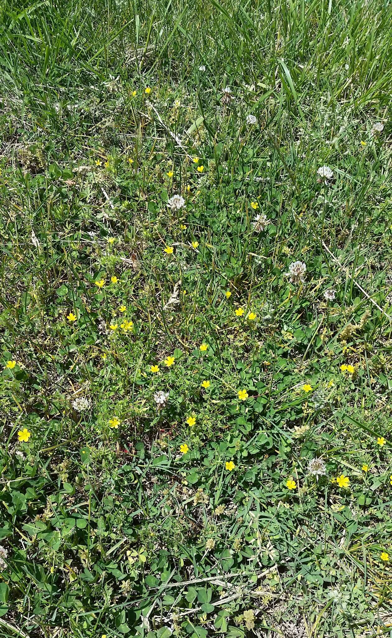 Image of slender yellow woodsorrel