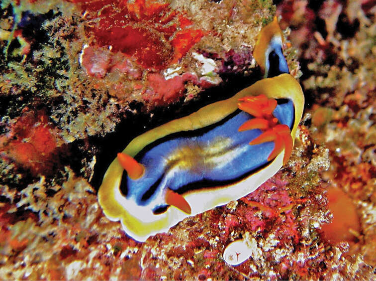 Image of Chromodoris hamiltoni Rudman 1977