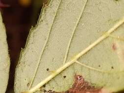 Image of Rubus amplificatus Lees