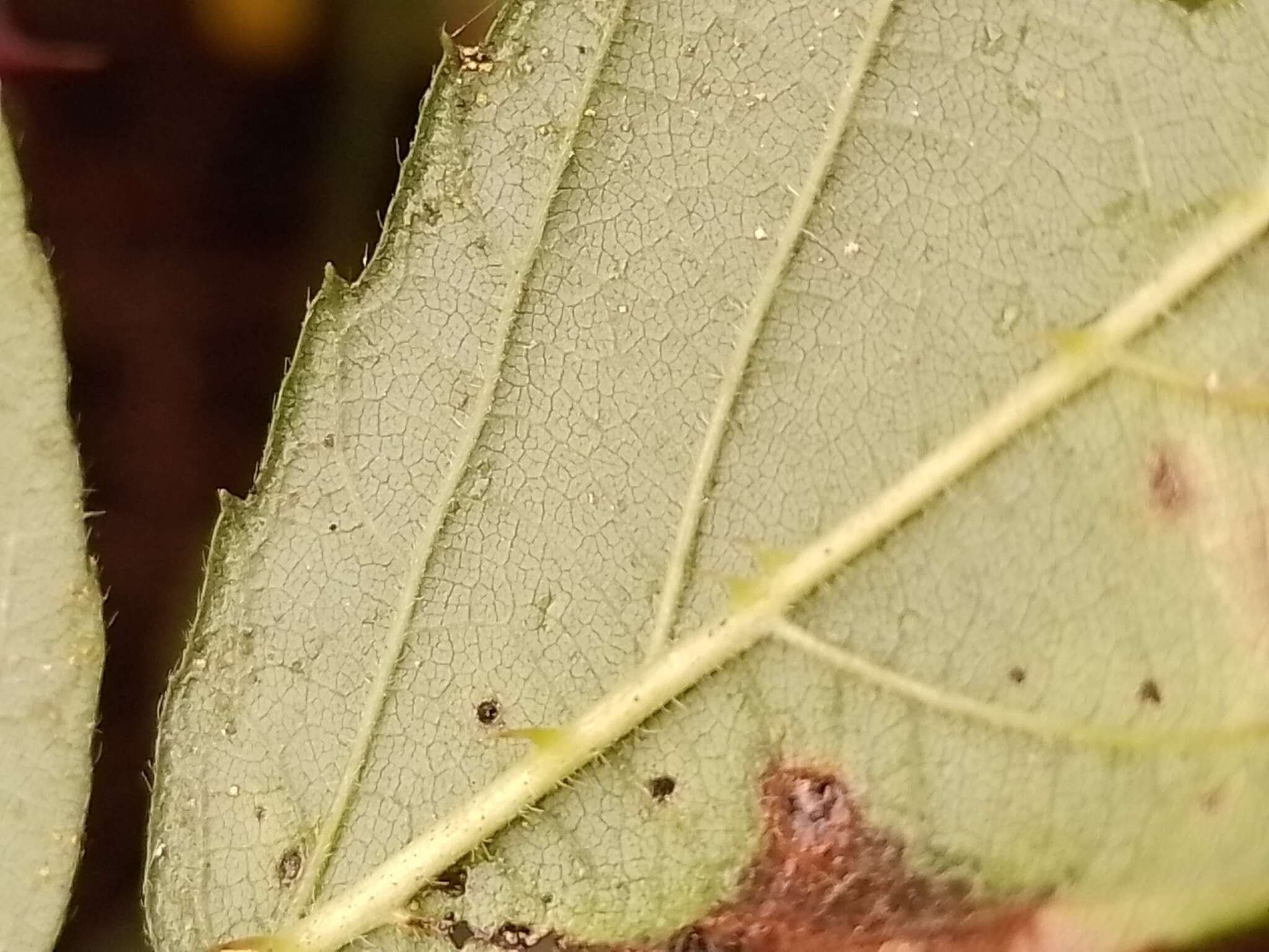 Image of Rubus amplificatus Lees