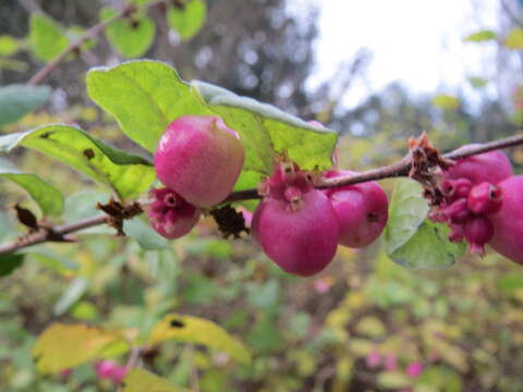 Image of coralberry