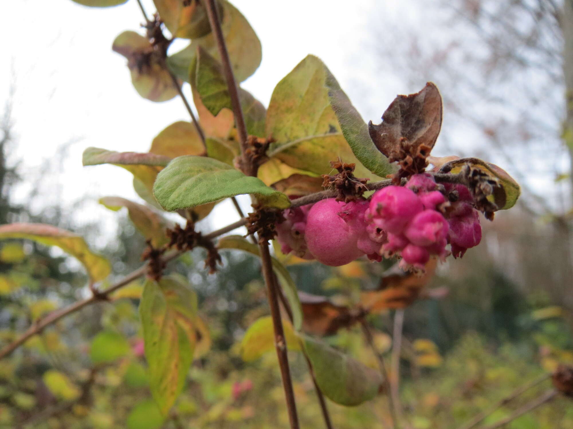 Sivun Symphoricarpos orbiculatus Moench kuva