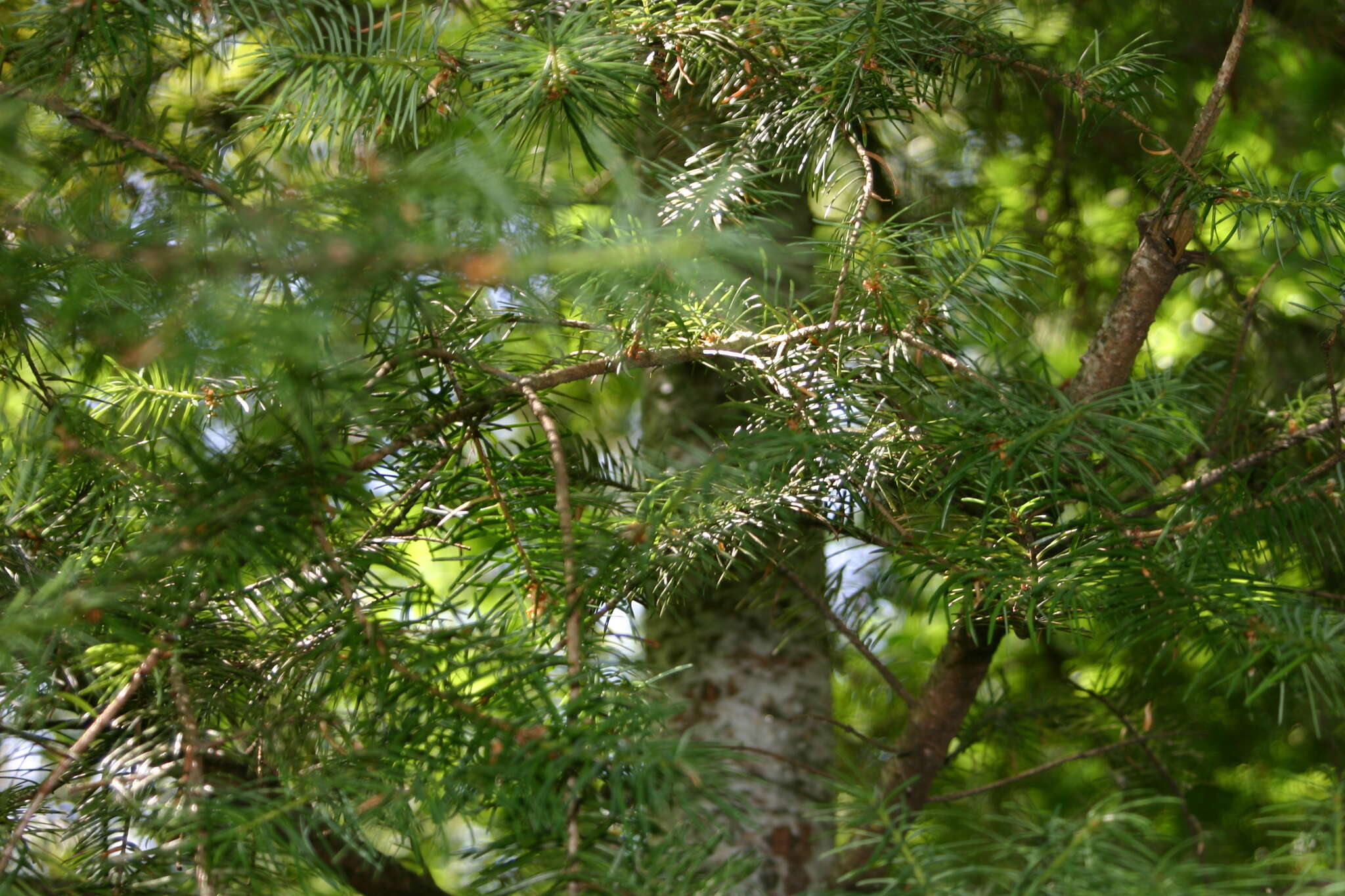 Image of Douglas-fir