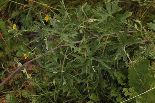 Image of Delphinium laxiflorum DC.