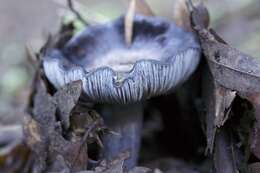 Image of Entoloma medianox C. F. Schwarz 2015