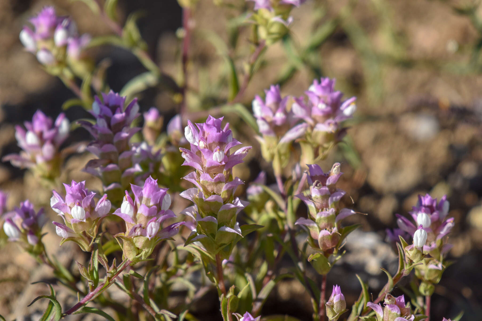 Image of toothed owl's-clover