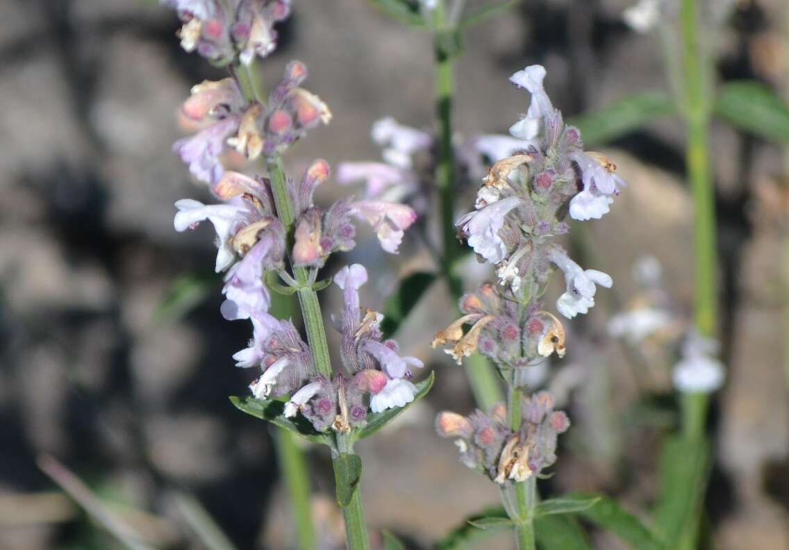 Image de Nepeta nepetella L.