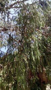 Image of Juniperus flaccida var. poblana Martínez