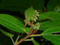 Sivun Miconia bracteata (DC.) Triana kuva