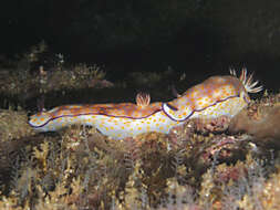 Image de Hypselodoris pulchella (Rüppell & Leuckart 1830)