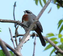 Image of Chestnut-breasted Mountain Finch