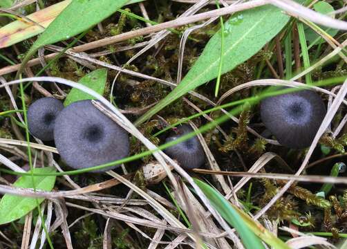 Image of Entoloma chalybeum (Pers.) Noordel. 1982