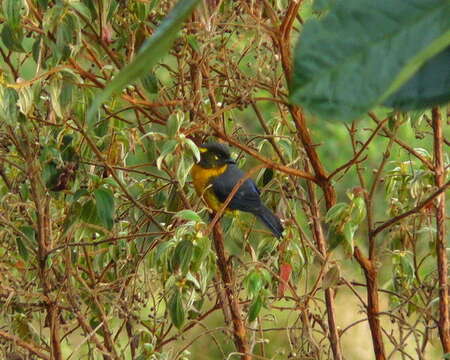 Image of Lacrimose Mountain Tanager