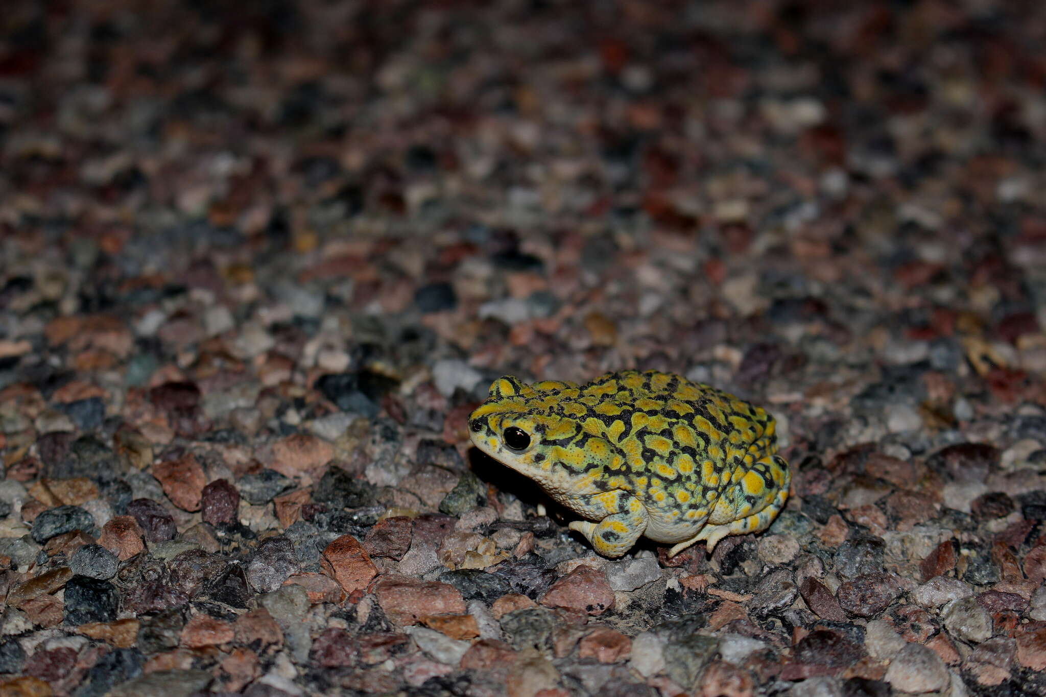 Image of Sonoran Green Toad