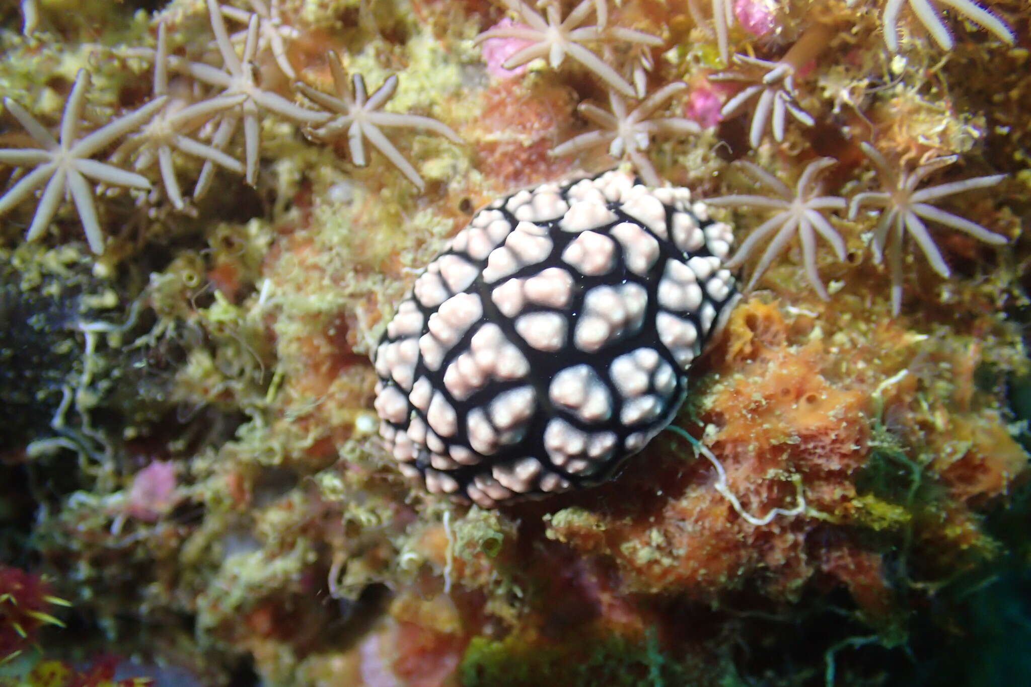 Image of Lumpy black and grey slug