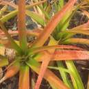 Aloe purpurea Lam. resmi