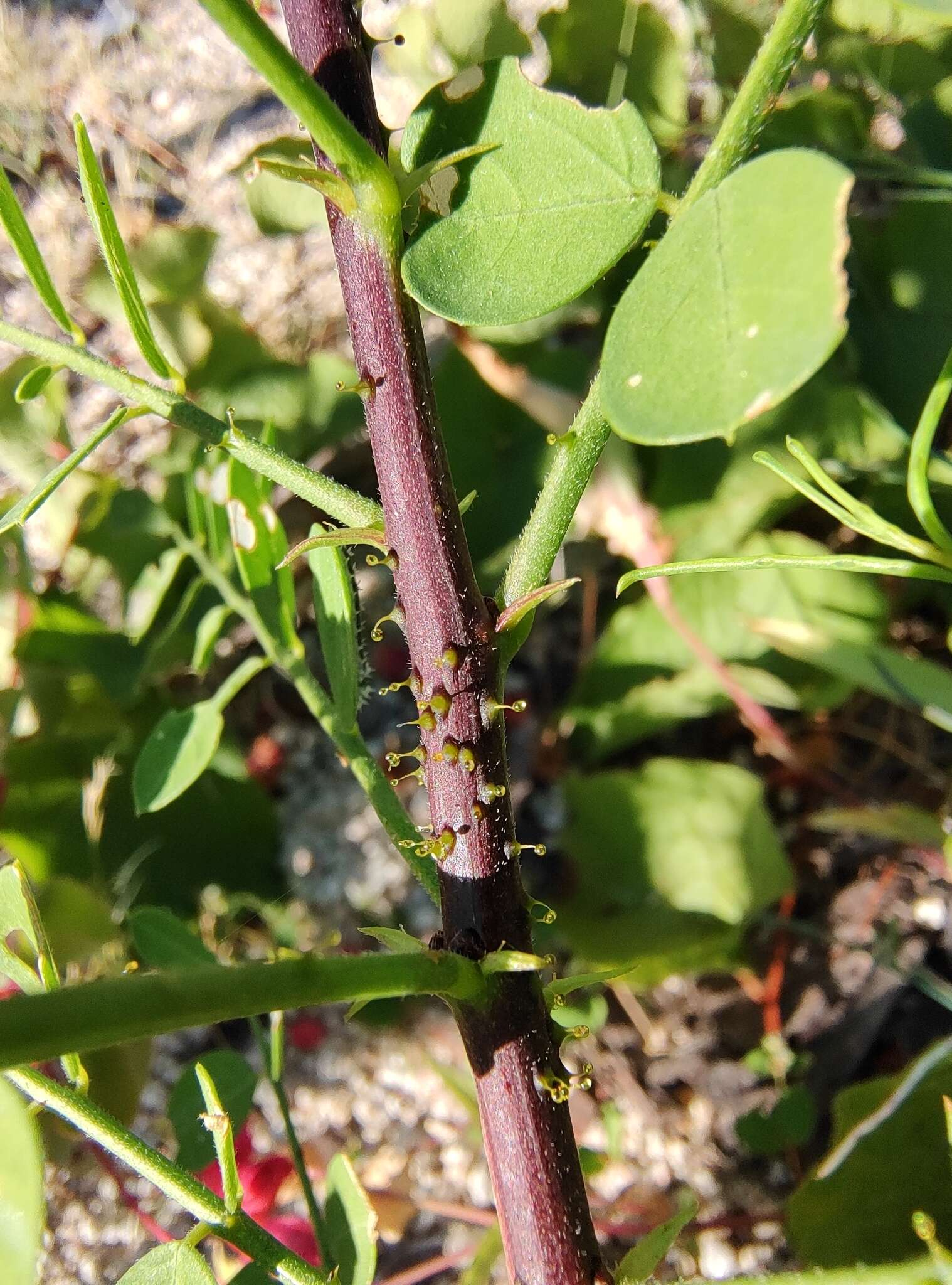 Plancia ëd Diphysa occidentalis Rose