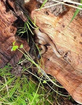 Image of Little Whip Snake