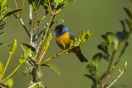 Image of Blue-backed Conebill