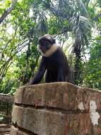 Image of Red-bellied Guenon