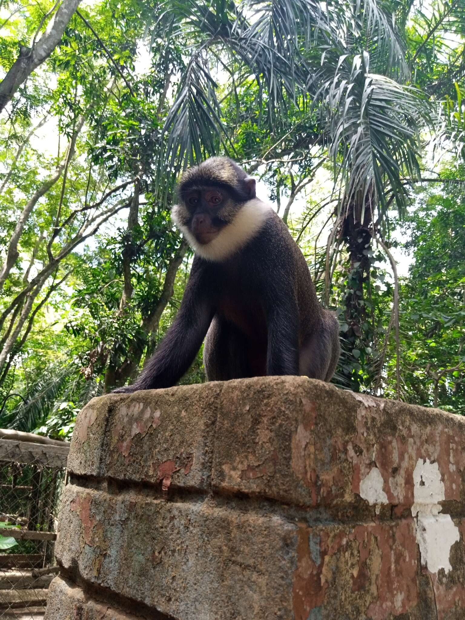 Sivun Punavatsamarakatti kuva