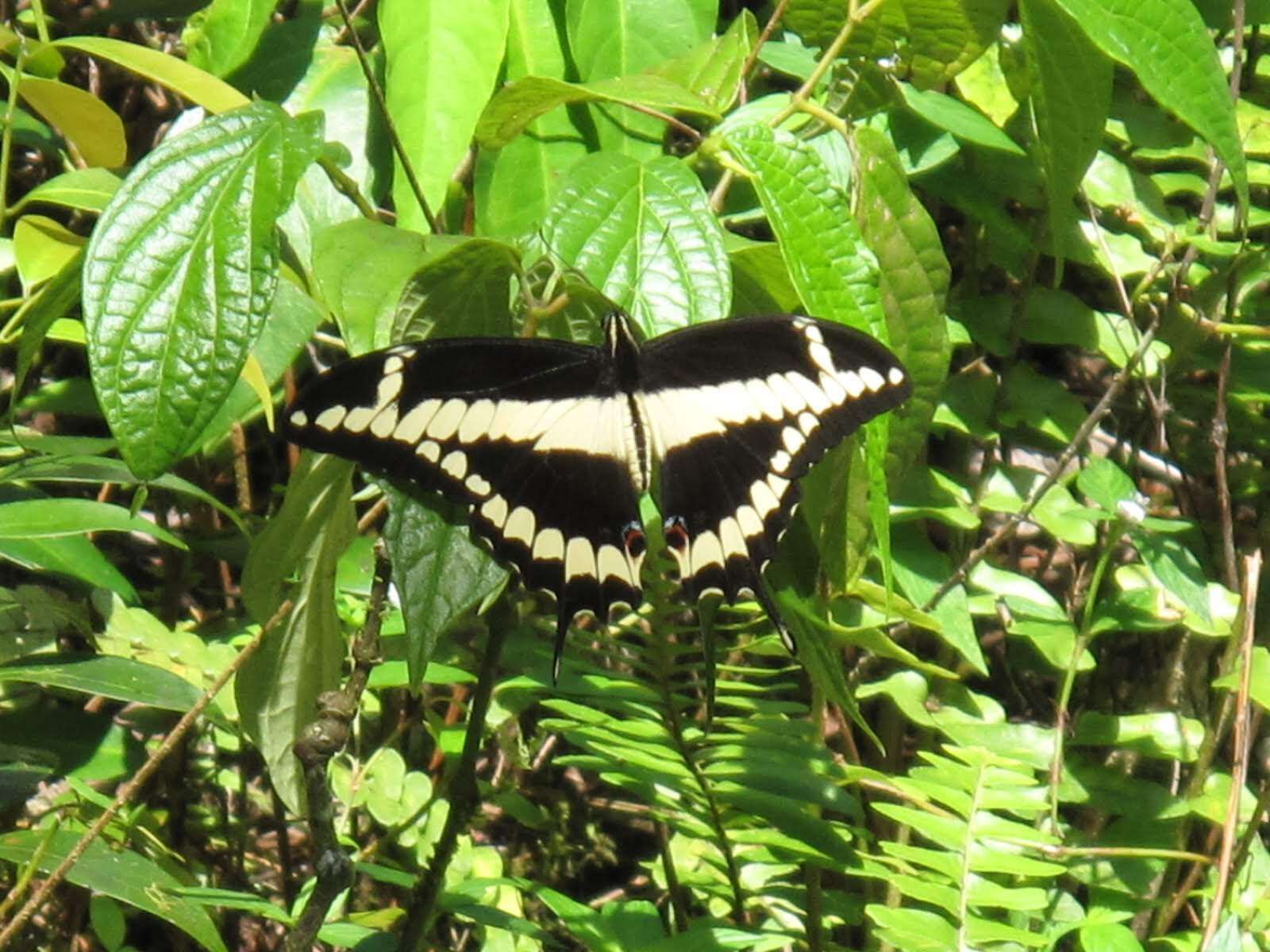 Image of Papilio melonius Rothschild & Jordan 1906